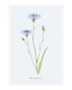 Postkarte 'Kornblume'