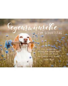 Postkarte 'Segenswünsche zum Geburtstag'  12x               Motiv: Süßer Hund